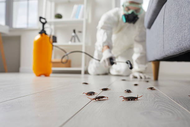 Post-Treatment Bed Bug Interceptor Monitoring in Belding